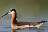 _MG_0055 Wilsons Phalarope.jpg