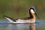 _MG_0103 Wilsons Phalarope.jpg