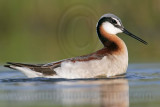 _MG_0110 Wilsons Phalarope.jpg