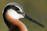 _MG_0110crop Wilsons Phalarope.jpg