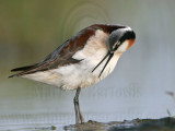 _MG_0273 Wilsons Phalarope.jpg