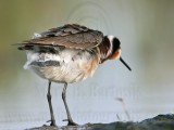 _MG_0280 Wilsons Phalarope.jpg