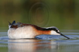 _MG_0436 Wilsons Phalarope.jpg
