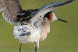 _MG_0446 Wilsons Phalarope.jpg