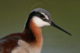 _MG_0474 Wilsons Phalarope.jpg