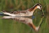 _MG_0536 Wilsons Phalarope.jpg