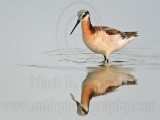 _MG_0543 Wilsons Phalarope.jpg