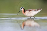 _MG_0548 Wilsons Phalarope.jpg