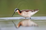 _MG_0559 Wilsons Phalarope.jpg
