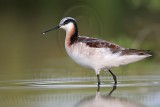 _MG_0576 Wilsons Phalarope.jpg