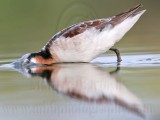_MG_0581 Wilsons Phalarope.jpg