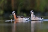 _MG_0658 Wilsons Phalarope.jpg