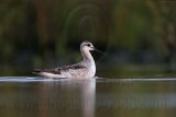 _MG_0683 Wilsons Phalarope.jpg