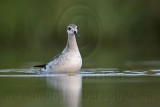 _MG_0719 Wilsons Phalarope.jpg
