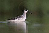 _MG_0734 Wilsons Phalarope.jpg