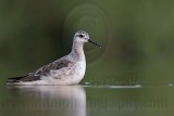 _MG_0739 Wilsons Phalarope.jpg