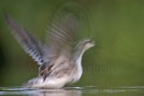 _MG_0746 Wilsons Phalarope.jpg