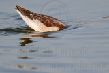 _MG_0776 Wilsons Phalarope.jpg