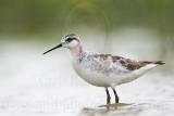 _MG_5636 Wilsons Phalarope.jpg