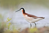 _MG_5645 Wilsons Phalarope.jpg