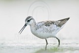 _MG_5712 Wilsons Phalarope.jpg