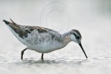 _MG_5763 Wilsons Phalarope.jpg