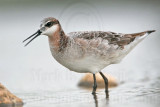 _MG_5945 Wilsons Phalarope.jpg