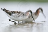 _MG_6178 Wilsons Phalarope.jpg