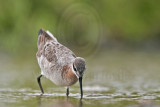 _MG_6371 Wilsons Phalarope.jpg