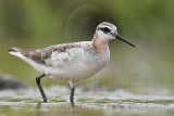 _MG_6387 Wilsons Phalarope.jpg