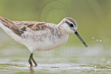 _MG_6397 Wilsons Phalarope.jpg