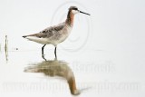 _MG_6533 Wilsons Phalarope.jpg