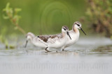 _MG_7086 Wilsons Phalarope.jpg