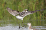 _MG_7275 Wilsons Phalarope.jpg