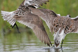 _MG_7291 Wilsons Phalarope.jpg