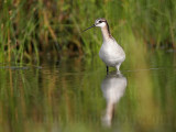 _MG_7354 Wilsons Phalarope.jpg