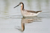 _MG_7598 Wilsons Phalarope.jpg