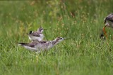 _MG_7804 Wilsons Phalarope.jpg