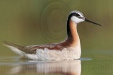 _MG_8893 Wilsons Phalarope.jpg