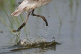 _MG_8933 Wilsons Phalarope.jpg
