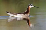_MG_9451 Wilsons Phalarope.jpg