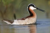 _MG_9492 Wilsons Phalarope.jpg