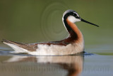 _MG_9515 Wilsons Phalarope.jpg