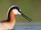 _MG_9569crop Wilsons Phalarope.jpg