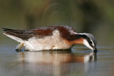 _MG_9602 Wilsons Phalarope.jpg