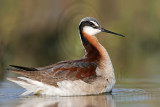 _MG_9607 Wilsons Phalarope.jpg