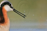 _MG_9663crop Wilsons Phalarope.jpg