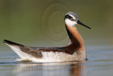 _MG_9666 Wilsons Phalarope.jpg