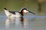 _MG_9668 Wilsons Phalarope.jpg