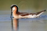 _MG_9695 Wilsons Phalarope.jpg